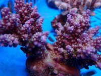 291. Acropora - 04.00 Inch.jpg