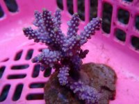 193. Acropora - 03.00 Inch.jpg