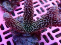 198. Acropora - 03.00 Inch - USD. 12.00.jpg
