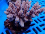 243. Acropora - 03.00 Inch - USD. 12.00.jpg