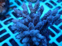 283. Acropora - 04.00 Inch - USD. 15.00.jpg
