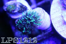 IMG_8950.JPG
