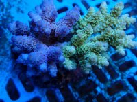295. Acropora - 04.00 Inch - USD. 20.00.jpg
