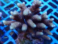 287. Acropora - 04.00 Inch - USD. 15.00.jpg