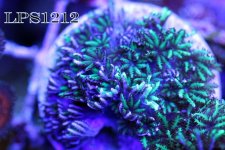IMG_8949.JPG