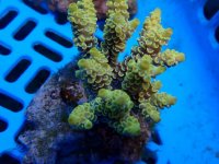 267. Acropora - 03.00 Inch - USD. 15.00.jpg