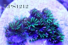IMG_8947.JPG