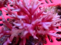 407. Seriatopora - 03.00 Inch - USD. 15.00.jpg