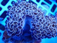 328. Euphyllia ancora - 03.00 Inch - USD. 17.00.jpg