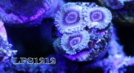 IMG_8955.JPG