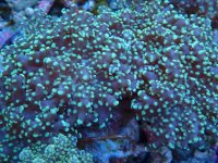 349. Euphyllia yaeyamaensis - 04.00 Inch - USD. 17.00.jpg