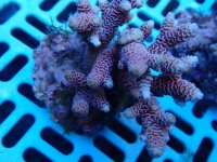 216. Acropora - 03.00 Inch - USD. 12.00.jpg