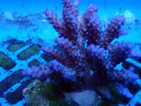 223. Acropora - 03.00 Inch - USD. 12.00.jpg