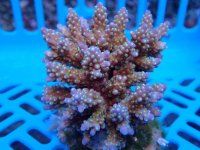266. Acropora - 03.00 Inch - USD. 15.00.jpg
