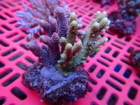 282. Acropora - 04.00 Inch - USD. 15.00.jpg