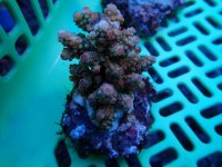 152. Acropora - 03.00 Inch - USD. 12.00.jpg