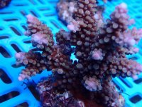 142. Acropora - 03.00 Inch - USD. 10.00.jpg