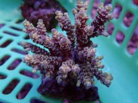 146. Acropora - 03.00 Inch - USD. 12.00.jpg