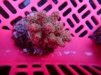 134. Acropora - 03.00 Inch - USD. 10.00 (1).jpg