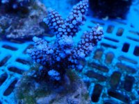 136. Acropora - 03.00 Inch - USD. 10.00 (1).jpg