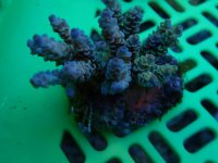 144. Acropora - 03.00 Inch - USD. 12.00.jpg