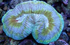 Trachyphyllia - 1.jpg