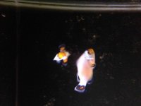 ImageUploadedByReefs2014-07-27 21:59:30 EDT.jpg
