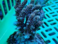 149. Acropora - 03.00 Inch - USD. 12.00 (1).jpg