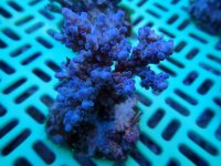 151. Acropora - 03.00 Inch - USD. 12.00.jpg