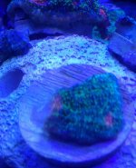 ImageUploadedByReefs2014-07-27 22:42:20 EDT.jpg