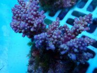 235. Acropora - 03.00 Inch - USD. 12.00.jpg