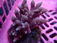 192. Acropora - 03.00 Inch - USD. 12.00.jpg