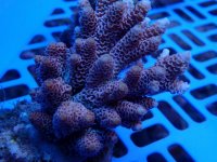262. Acropora - 03.00 Inch - USD. 15.00.jpg