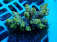 259. Acropora - 03.00 Inch - USD. 15.00.jpg