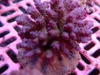 196. Acropora - 03.00 Inch - USD. 12.00.jpg