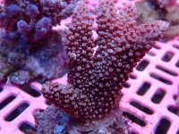 195. Acropora - 03.00 Inch - USD. 12.00.jpg