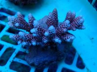 187. Acropora - 03.00 Inch - USD. 12.00.jpg