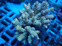 182. Acropora - 03.00 Inch - USD. 12.00.jpg