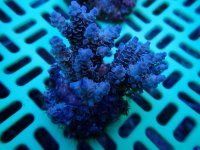 153. Acropora - 03.00 Inch - USD. 12.00.jpg