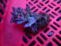 171. Acropora - 03.00 Inch - USD. 12.00.jpg