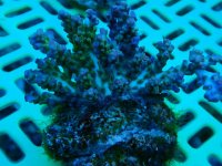 147. Acropora - 03.00 Inch - USD. 12.00.jpg
