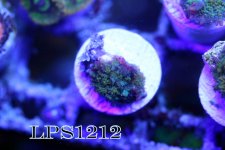 IMG_8976.JPG