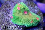 IMG_8979.JPG