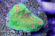 IMG_8980.JPG