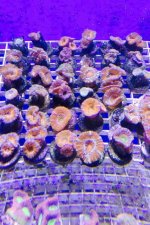 ImageUploadedByReefs2014-07-28 21:16:01 EDT.jpg