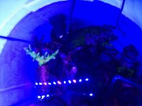 ImageUploadedByReefs2014-10-27 12:00:13 EDT.jpg