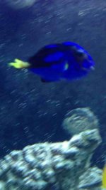 ImageUploadedByReefs2014-06-12 21:05:14 EDT.jpg