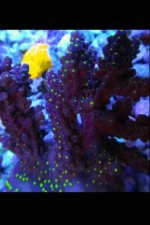 ImageUploadedByReefs2014-10-27 12:15:14 EDT.jpg