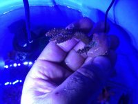 ImageUploadedByReefs2014-10-27 12:17:23 EDT.jpg