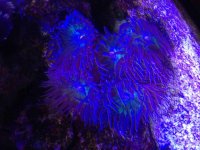 ImageUploadedByReefs2014-10-27 12:34:10 EDT.jpg